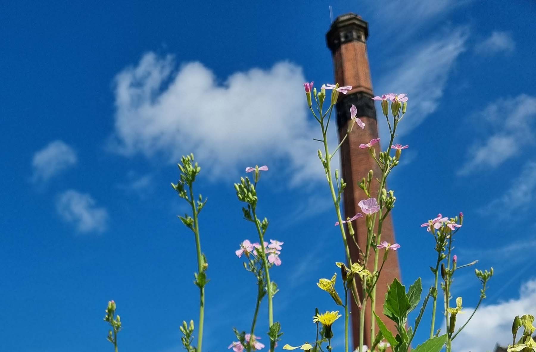 Leicester's Big Plant Swap!